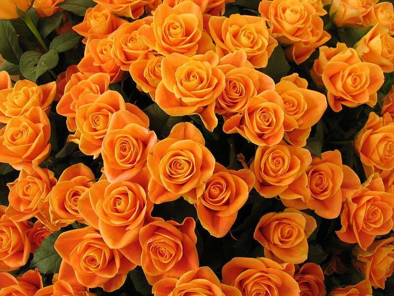 Bunch of Orange Roses — Calm, Photograph, Flowers
