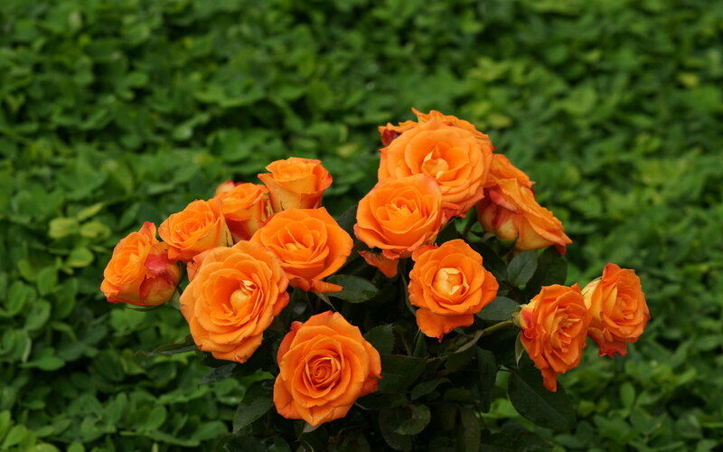 Bunch of Orange Roses — Calm, Summer