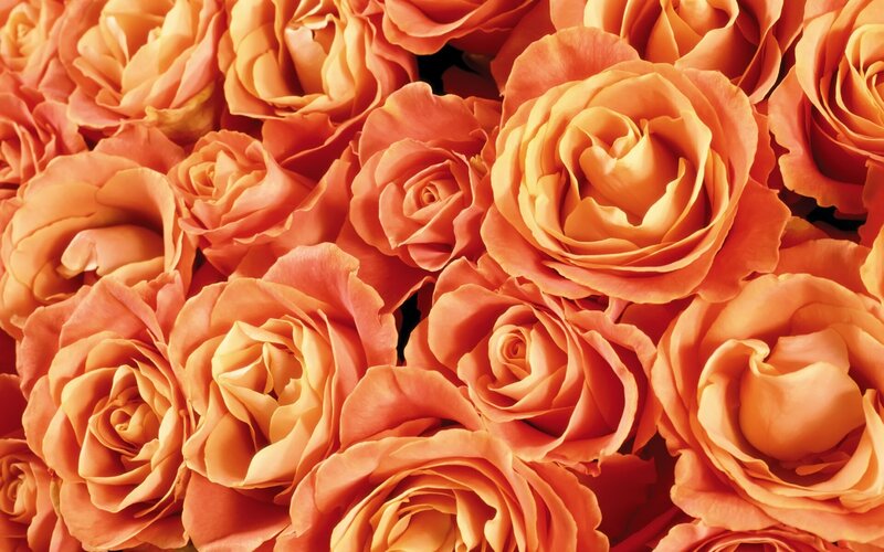 Bunch of Orange Roses — Calm