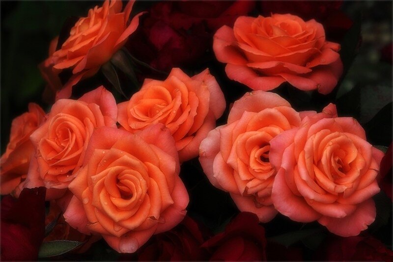 Bunch of Orange Roses — Dramatic, Photograph, Flowers