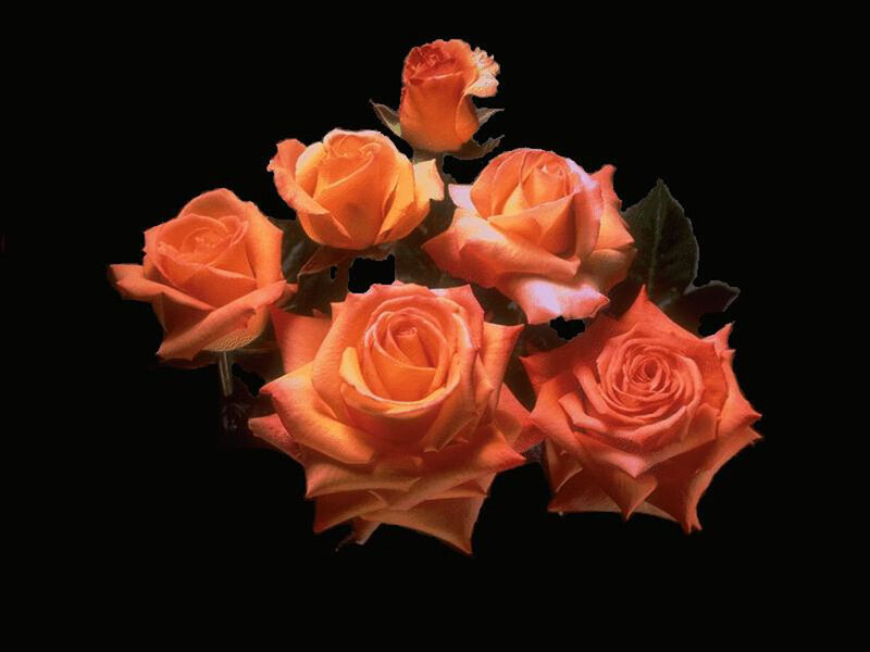 Bunch of Orange Roses — Dramatic, Photograph