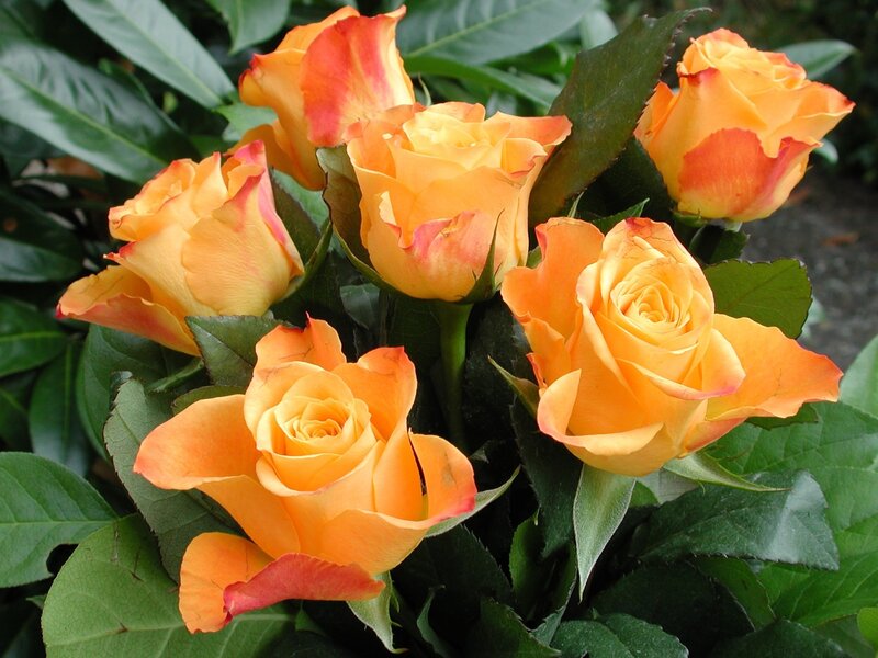 Bunch of Orange Roses — Natural