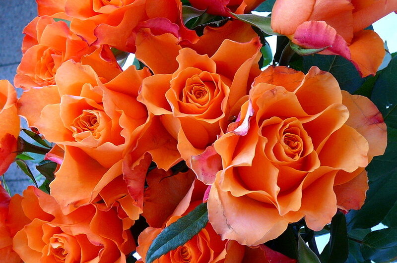 Bunch of Orange Roses