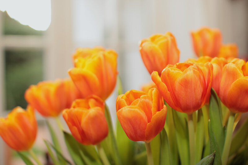 Bunch of Orange Tulips — Calm, Morning, Photograph