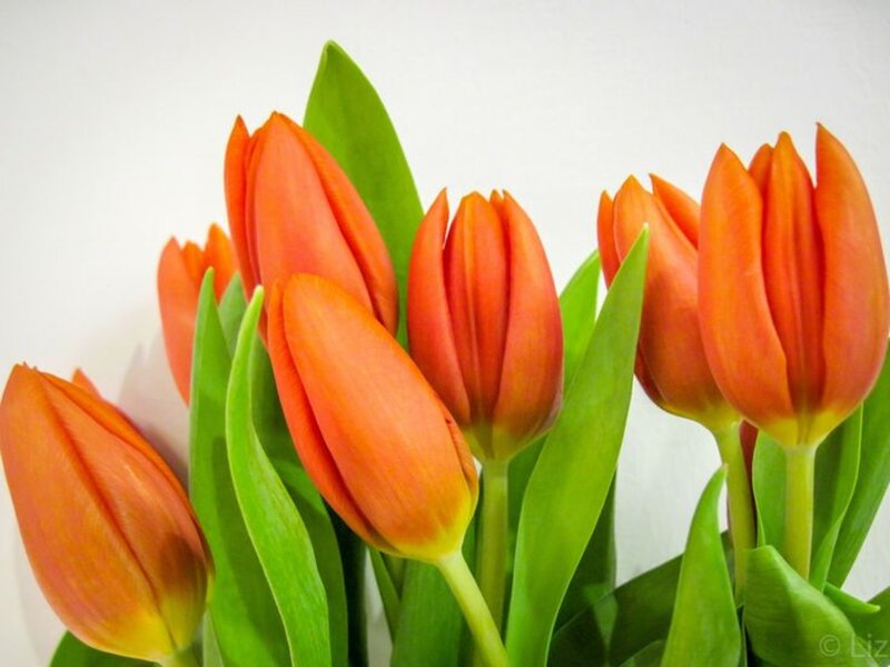 Bunch of Orange Tulips — Calm, Photograph, Green Leaves, White Background