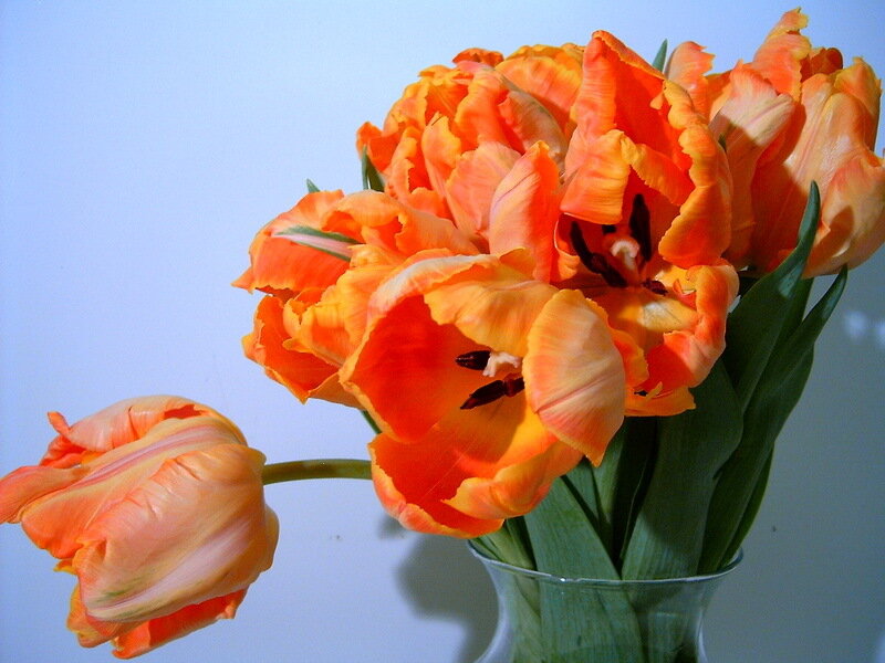 Bunch of Orange Tulips — Calm, Photograph