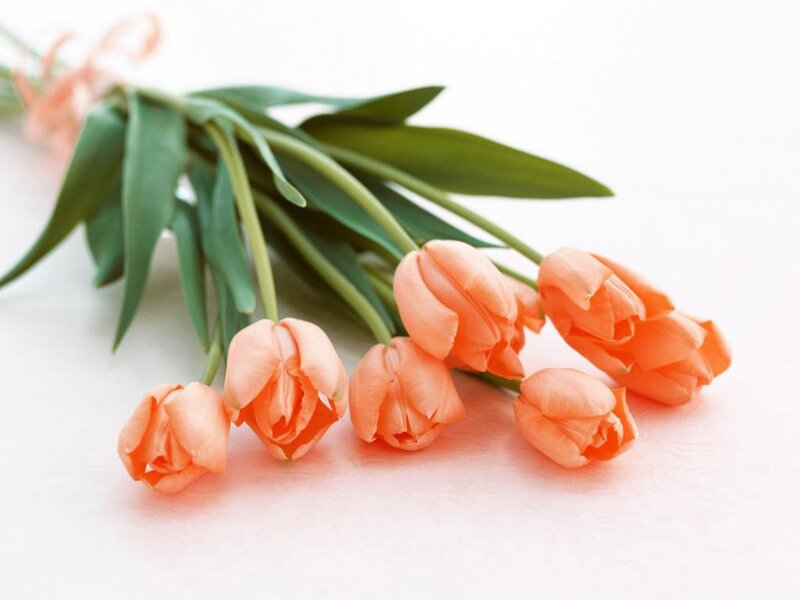 Bunch of Orange Tulips — Calm