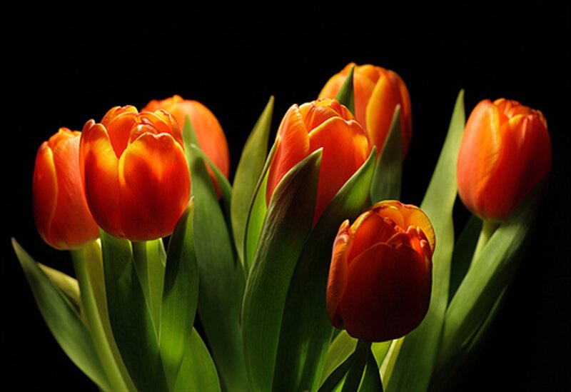 Bunch of Orange Tulips — Dramatic