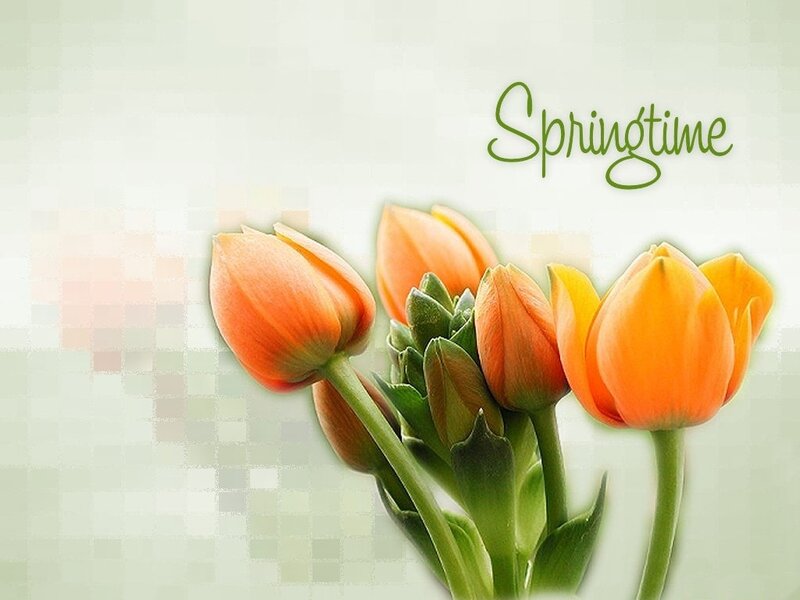 Bunch of Orange Tulips — Serene