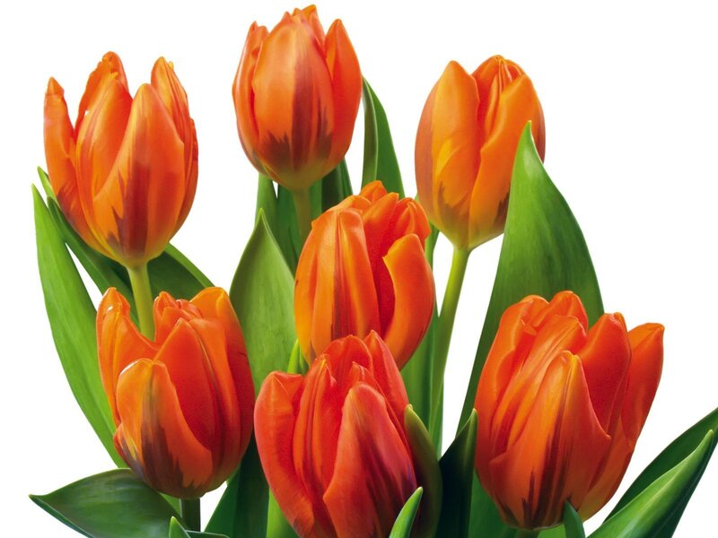 Bunch of Orange Tulips