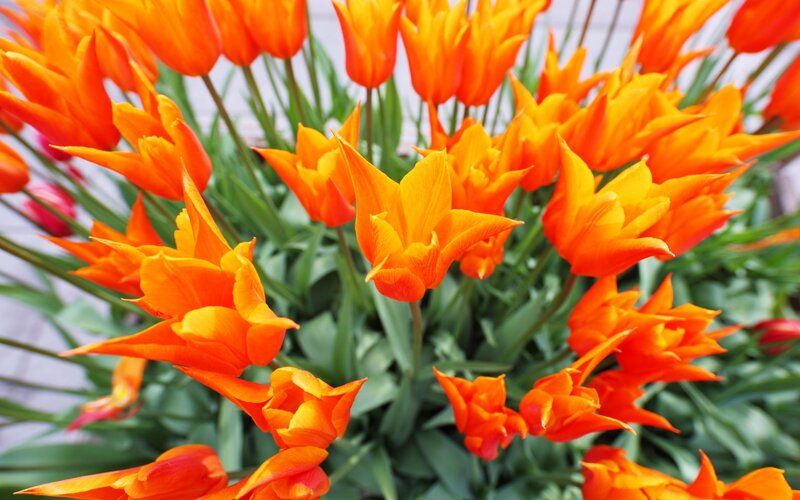 Bunch of Orange Tulips — Vibrant, Spring