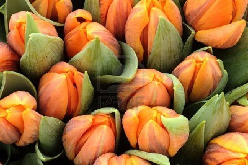 Bunch of Orange Tulips — Vibrant