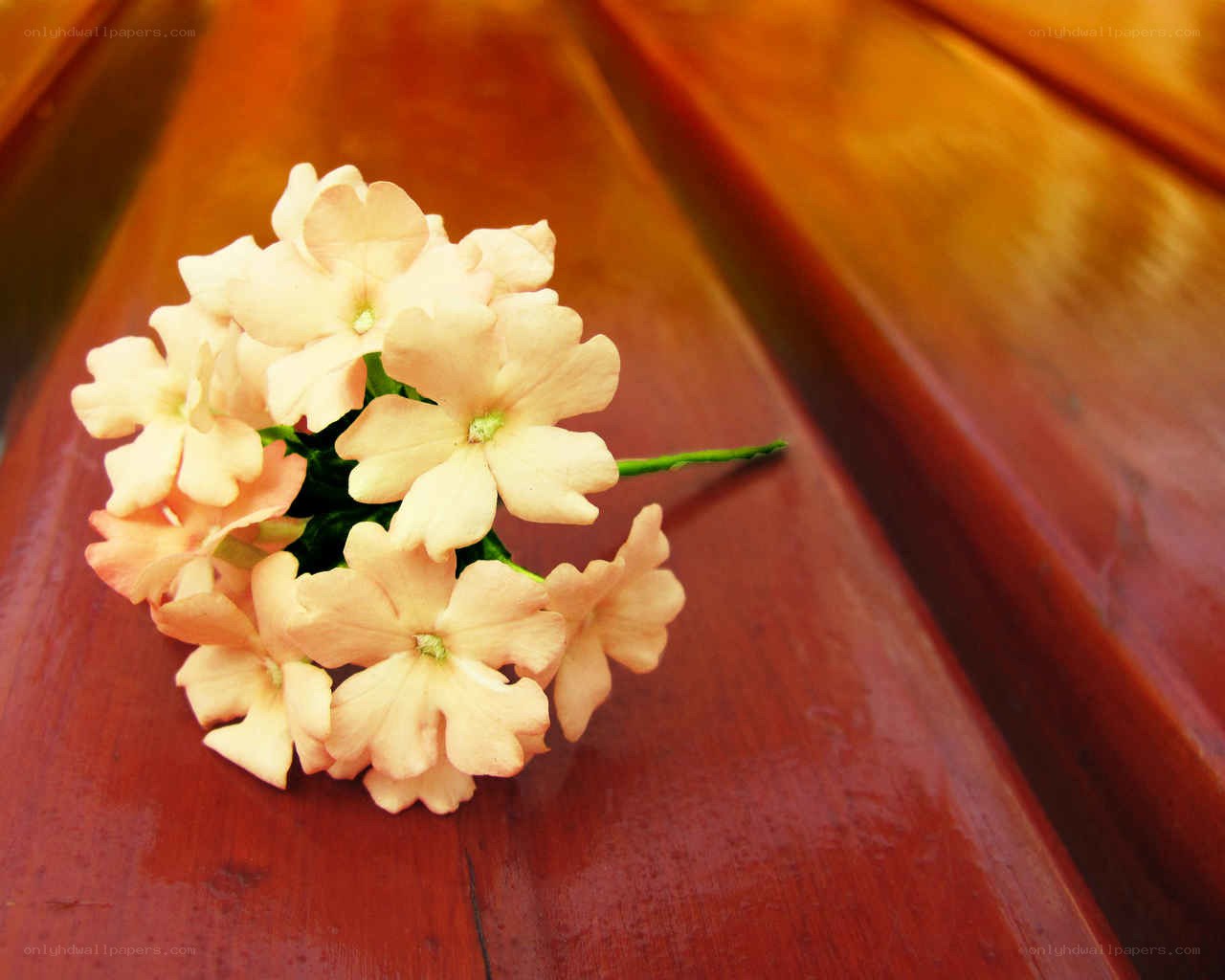 bunch of pale flowers