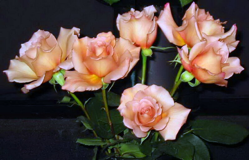 Bunch of Peach Roses — Calm
