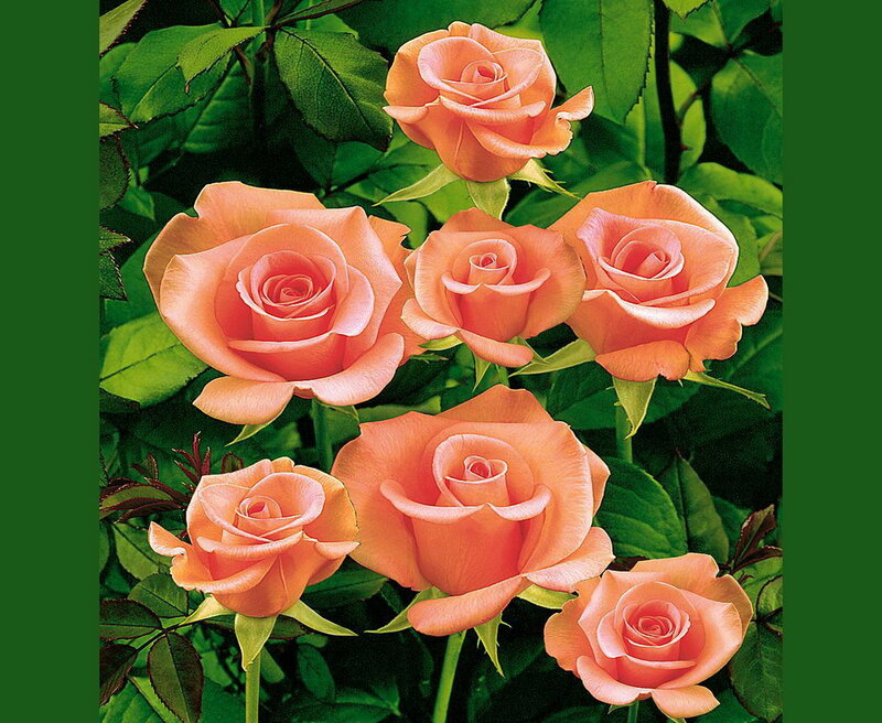 Bunch of Peach Roses — Serene