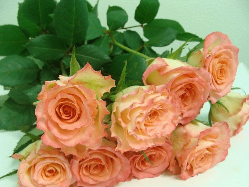 Bunch of Peach Roses