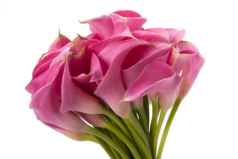 Bunch of Pink Calla Lilies