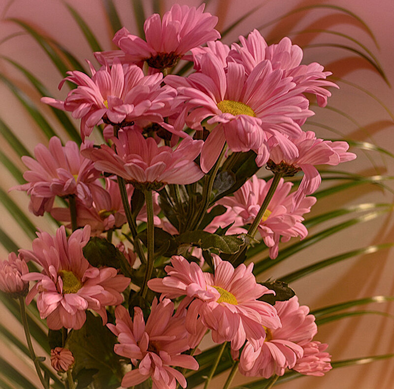 Bunch of Pink Chrysanthemums — Calm