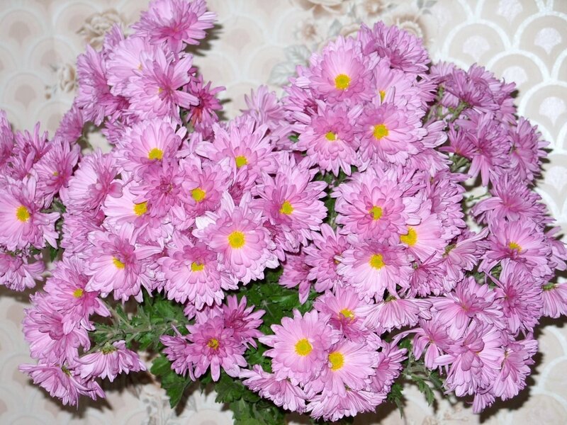Bunch of Pink Chrysanthemums