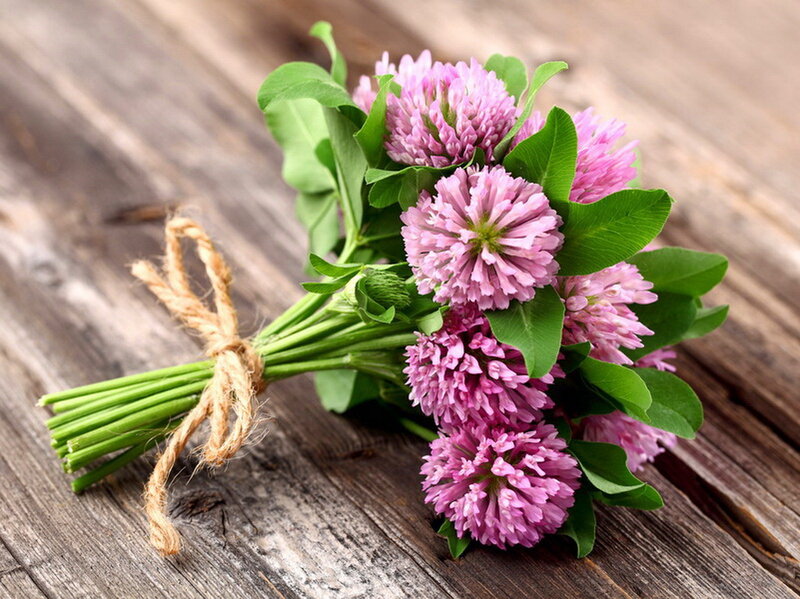 Bunch of Pink Clover