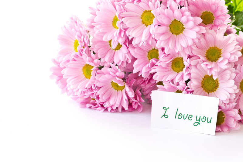 Bunch of Pink Daisies — Calm