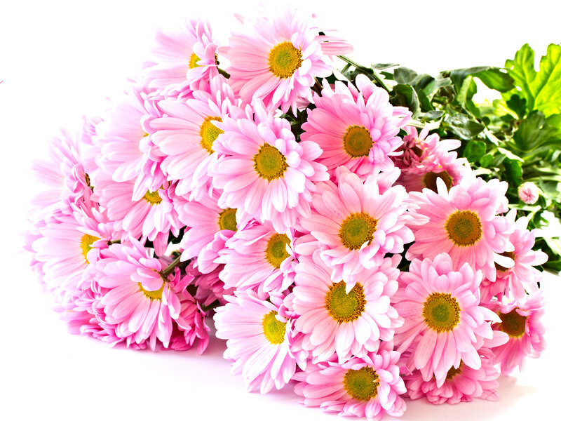 Bunch of Pink Daisies