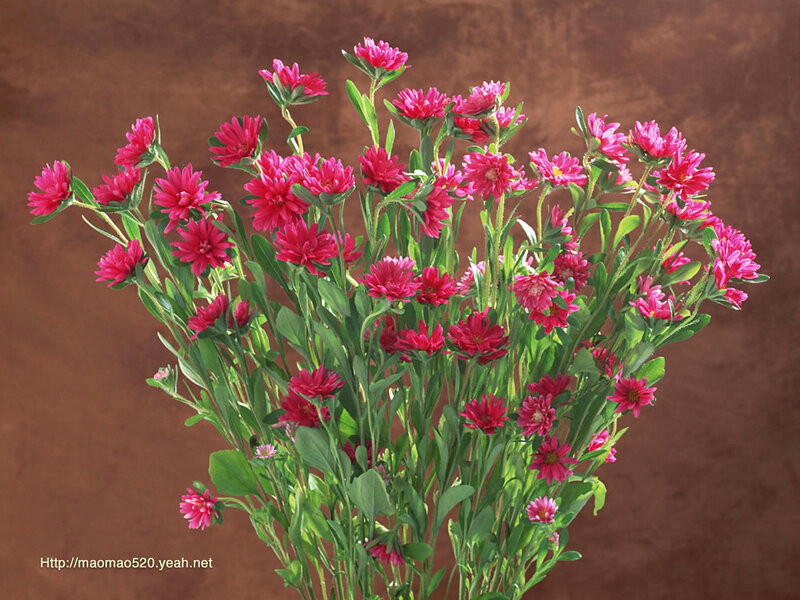 Bunch of Pink Flowers — Calm