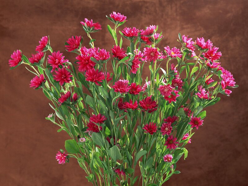 bunch of pink flowers