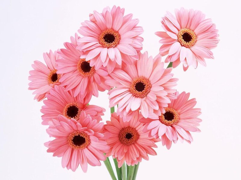 bunch of pink gerbera daisies