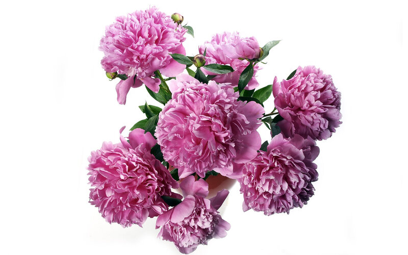 Bunch of Pink Peonies — Calm