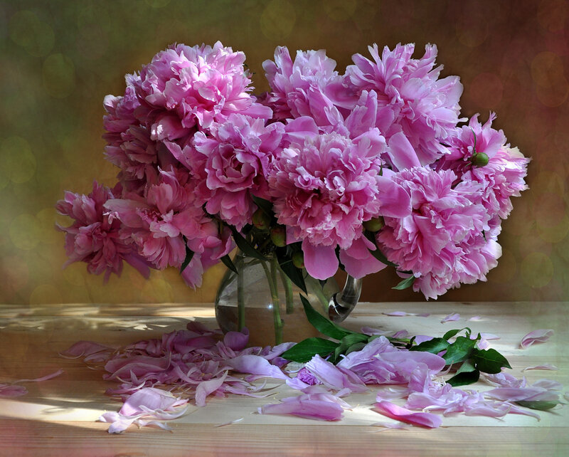Bunch of Pink Peonies — Serene