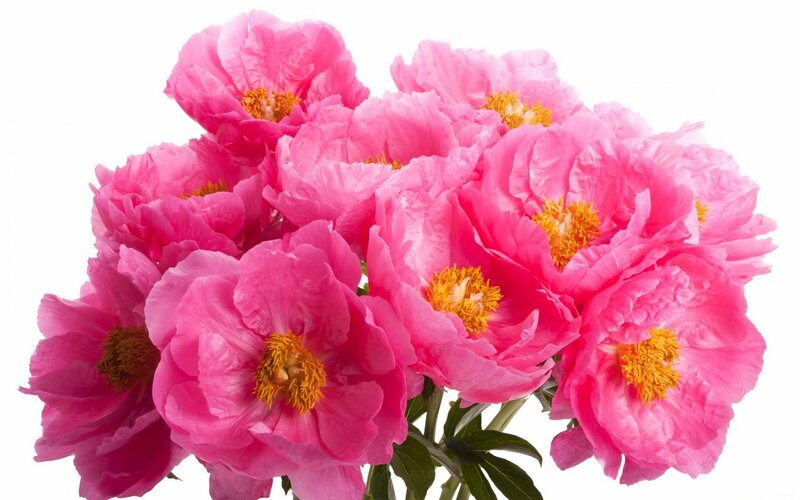 Bunch of Pink Peonies — Vibrant