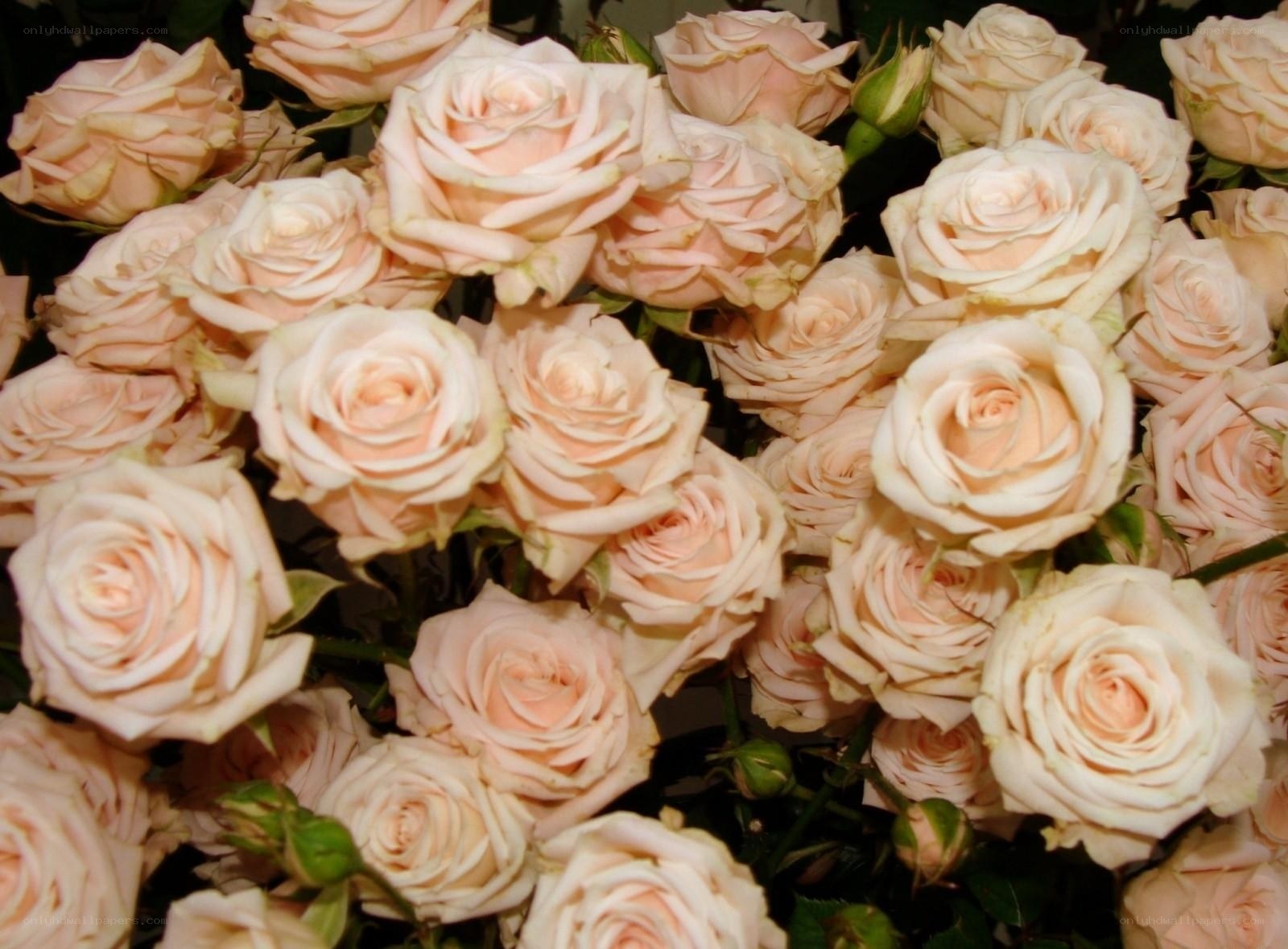 bunch of pink roses