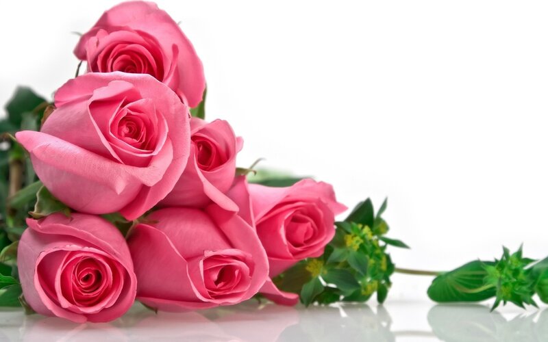 bunch of pink roses