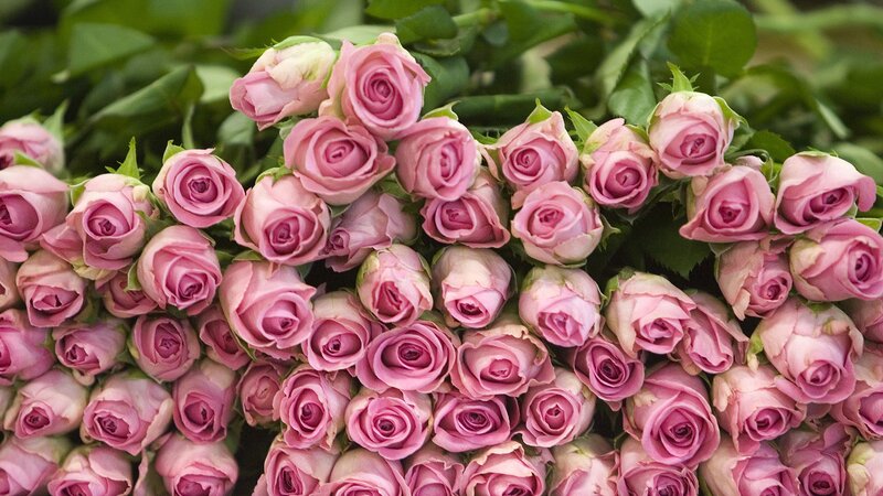 bunch of pink roses