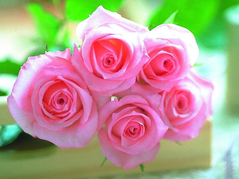 bunch of pink roses