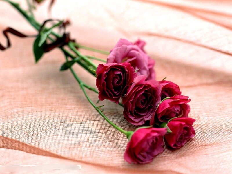 Bunch of pink roses