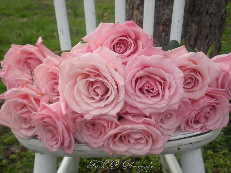 Bunch of Pink Roses — Calm, Afternoon, Photograph