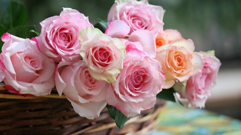 Bunch of Pink Roses — Calm, Photograph, Basket