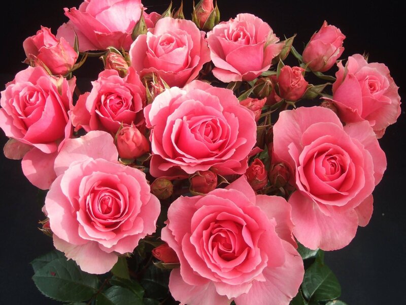 Bunch of Pink Roses — Calm, Photograph, Buds