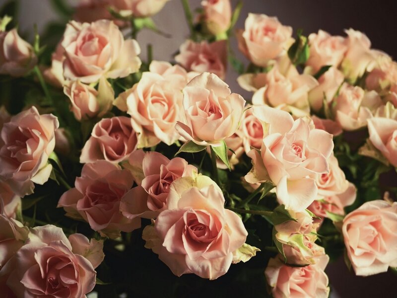 Bunch of Pink Roses — Calm, Photograph, Flowers, Green Leaves