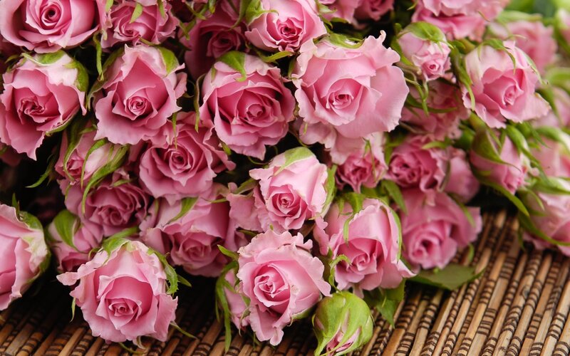 Bunch of Pink Roses — Calm, Photograph, Green Leaves, Bamboo Mat, Flower Buds
