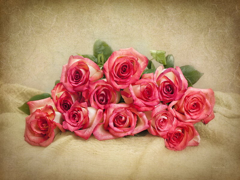 Bunch of Pink Roses — Calm, Photograph, Green Leaves, Fabric