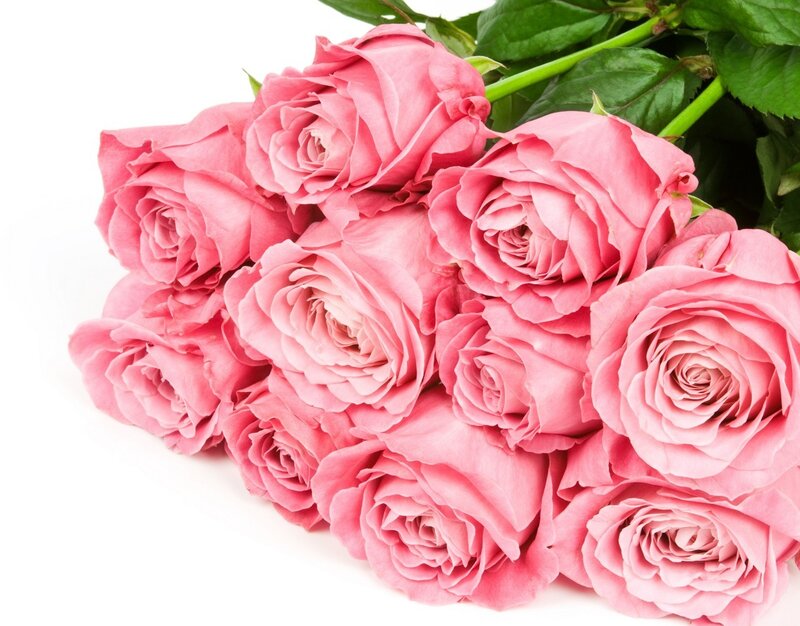 Bunch of Pink Roses — Calm, Photograph, Green Leaves, Stems