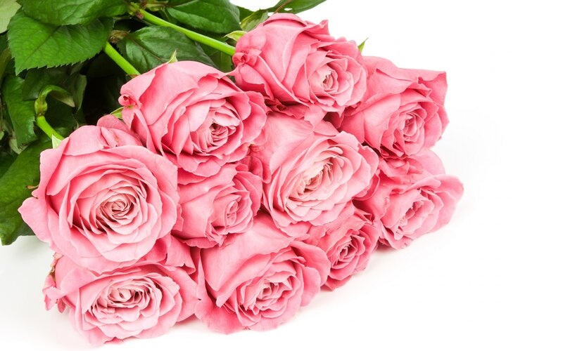 Bunch of Pink Roses — Calm, Photograph, Green Leaves, White Background