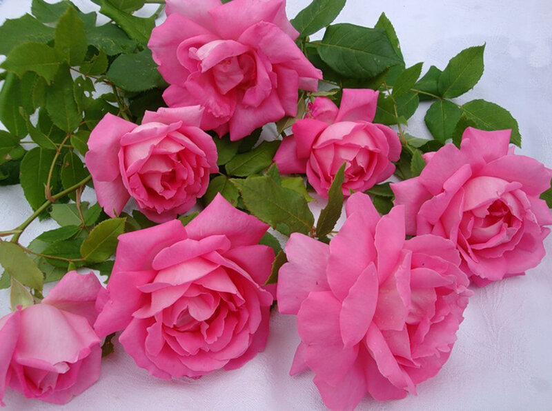 Bunch of Pink Roses — Calm, Photograph, Leaves