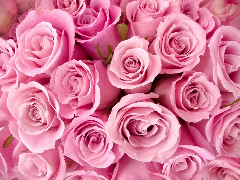 Bunch of Pink Roses — Calm, Photograph, Petals