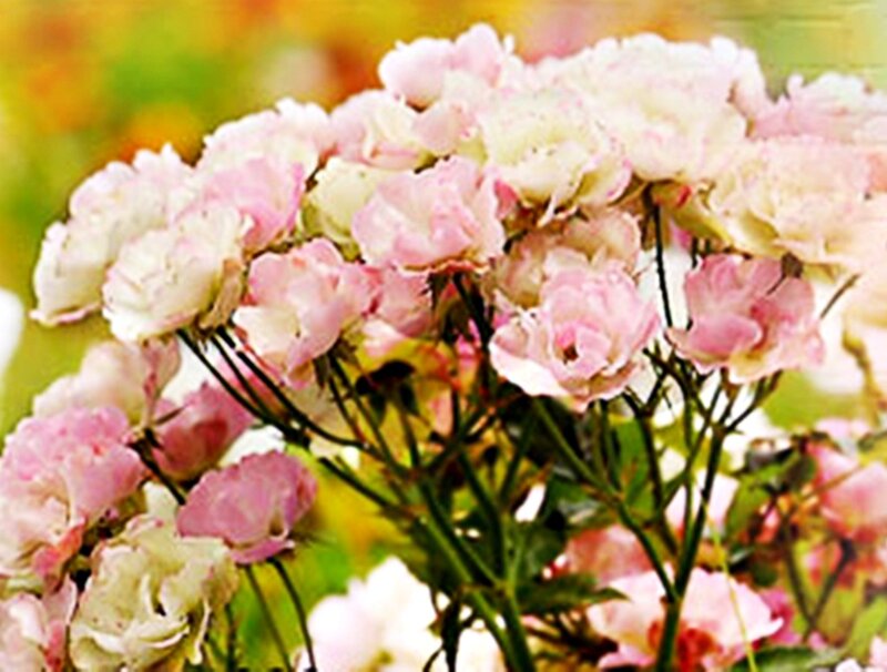 Bunch of Pink Roses — Calm, Spring