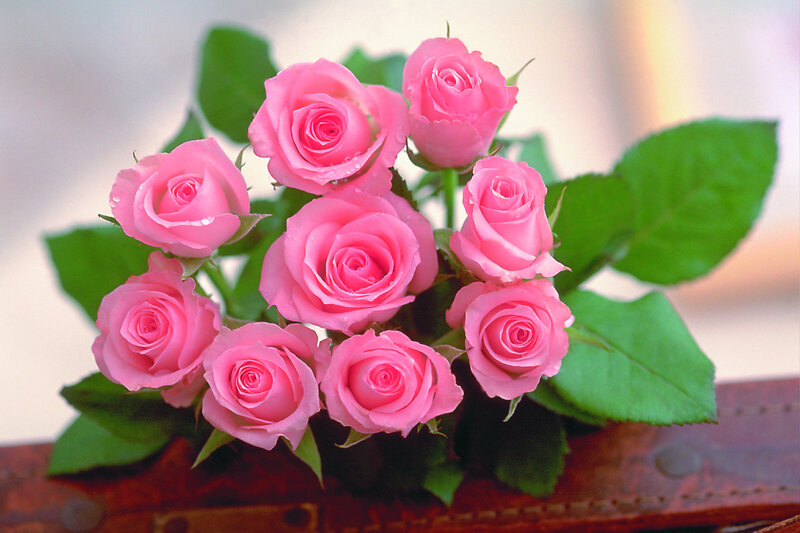 Bunch of Pink Roses — Calm