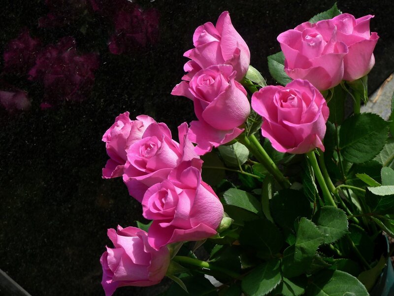 Bunch of Pink Roses — Dramatic, Afternoon